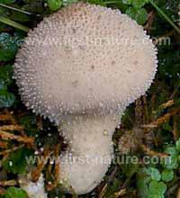 Side view of Lycoperdon perlatum - Common Puffball 