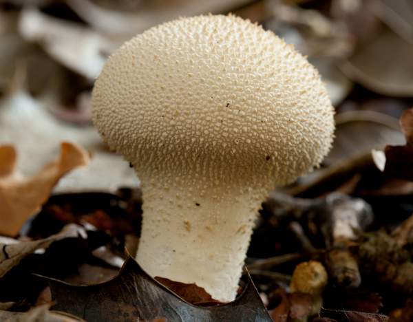 Lycoperdon perlatum - Common Puffball , Hampshire, UK
