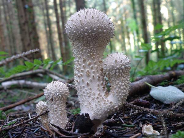 Lycoperdon perlatum, Common Puffball - a branching specimen