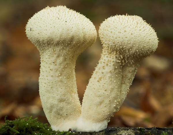 Lycoperdon perlatum, Common Puffballs, Hampshire