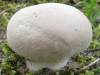 Lycoperdon pratense, Meadow Puffball