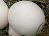 Lycoperdon pyriforme, Stump Puffball