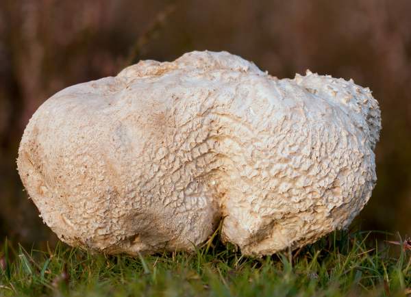 Lycoperdon utriforme, Hampshire, UK