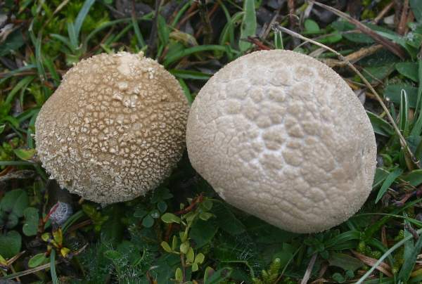 Lycoperdon utriforme, Hampshire, UK