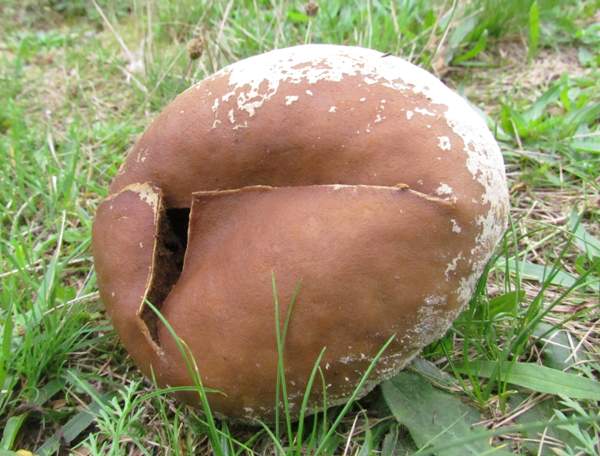 Lycoperdon utriforme, Hampshire, UK