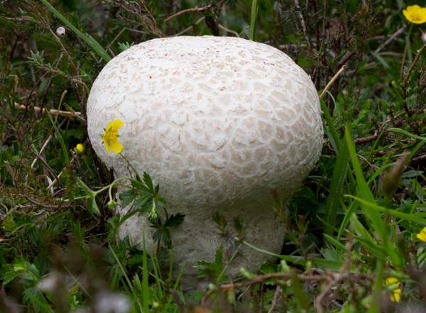 Lycoperdon utriforme, southern England