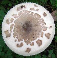 Cap of Macrolepiota excoriata