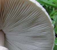 Gills of Macrolepiota excoriata