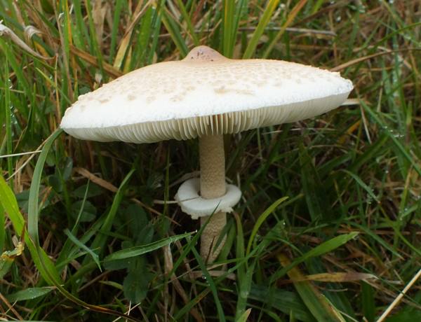 Macrolepiota mastoidea - Slender Parasol 