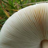 Gills of Macrolepiota mastoidea