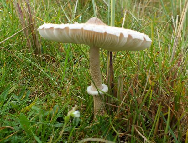 Slender Parasol, Wales