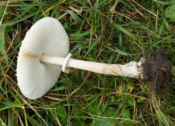 Macrolepiota mastoidea - Slender Parasol , France