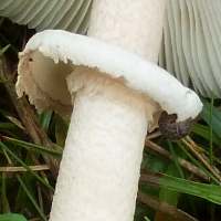 Stem and ring of Macrolepiota mastoidea