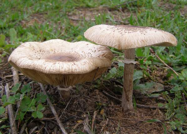 Macrolepiota phaeodisca in the Algarve region of Portugal, late February 2014