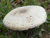 Macrolepiota phaeodisca