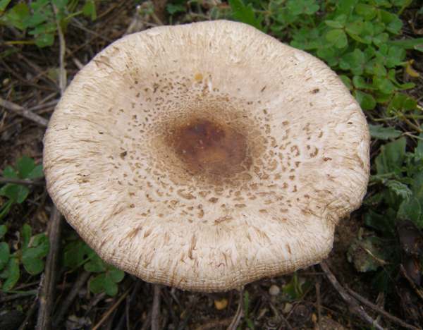 Macrolepiota phaeodisca in the Algarve region of Portugal - Top view