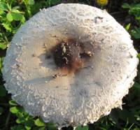 Cap of Macrolepiota phaeodisca