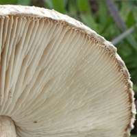 Gills of Macrolepiota phaeodisca