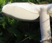 Stem and ring of Macrolepiota phaeodisca