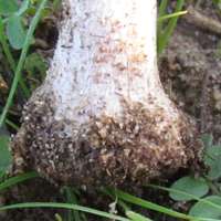 Bulbous stem base of Macrolepiota phaeodisca