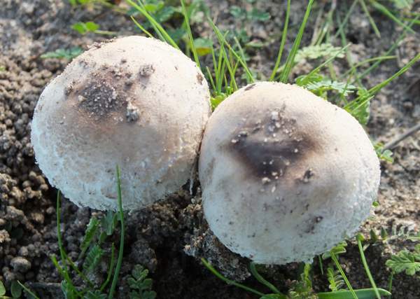 Macrolepiota phaeodisca in the Algarve region of Portugal