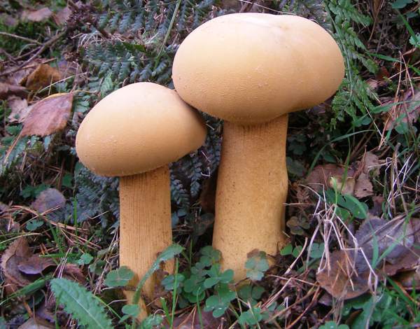 Phaeolepiota aurea - Golden Bootleg, Wiltshire