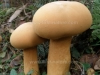 Phaeolepiota aurea, Golden Bootleg