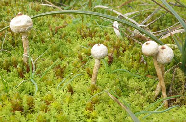 ulostoma brumale in dune slack, France