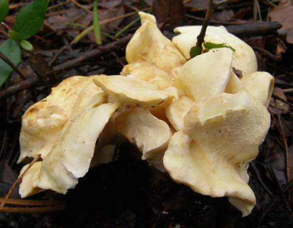 Albatrellus subrubescens, Portugal