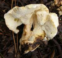 Cap and stem of Albatrellus subrubescens