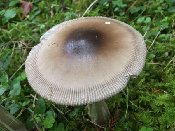 Amanita battarrae