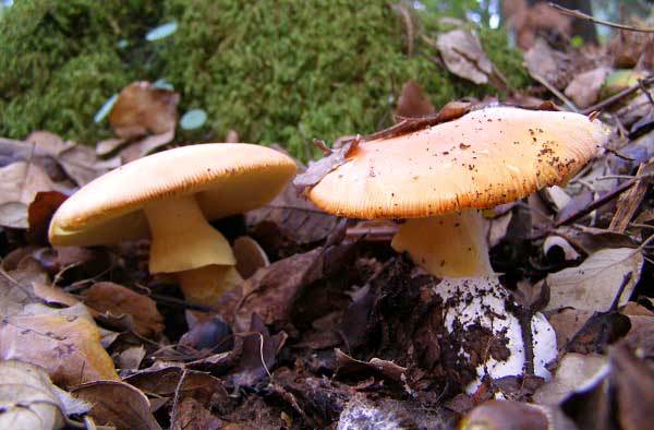 Amanita caesarea - Caesar's Mushroom