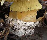 Ring, lower stem and volva of Amanita caesarea