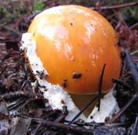 Amanita caesarea at the egg stage