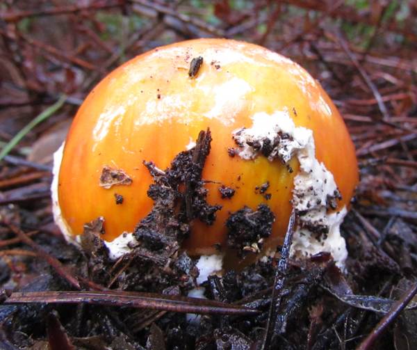 Amanita caesarea at the egg stage, Portugal