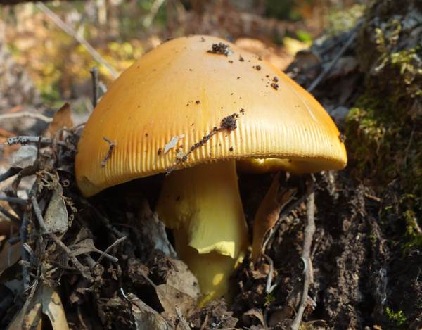 Amanita caesarea showing the striate margin