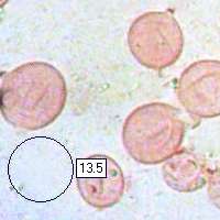 Spores of Amanita ceciliae