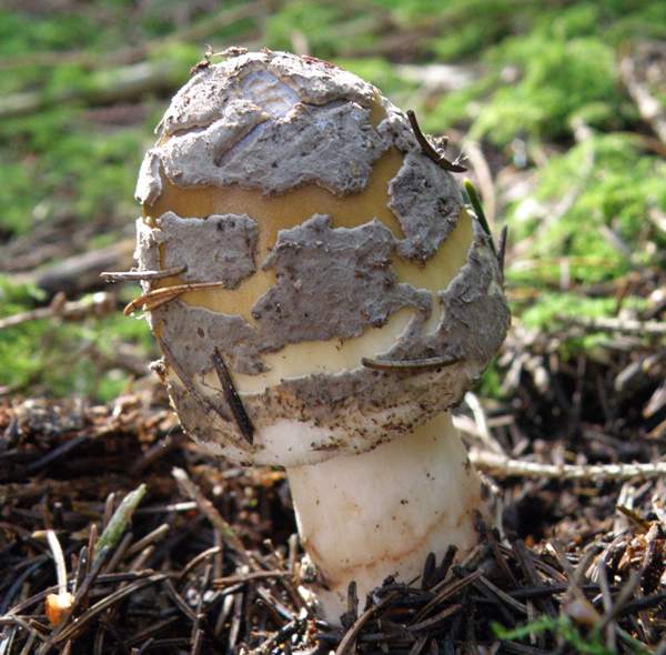 Amanita ceciliae - Amanita cecilae - Snakeskin Grisette