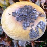 Amanita ceciliae - Snakeskin Grisette