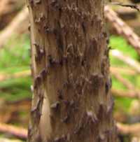 Stem of Amanita ceciliae