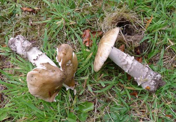 Cap of a mature Amanita ceciliae - Amanita cecilae - Snakeskin Grisettes, Pembrokeshire