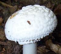 Cap of Amanita citrina var.alba