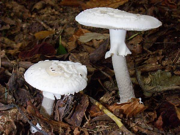 Amanita citrina var. alba