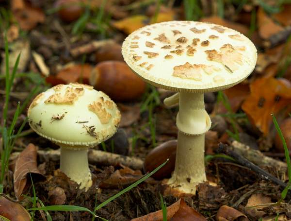 Amanita citrina - False Deathcap