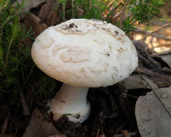 Amanita citrina, False Deathcap, Central Scotland