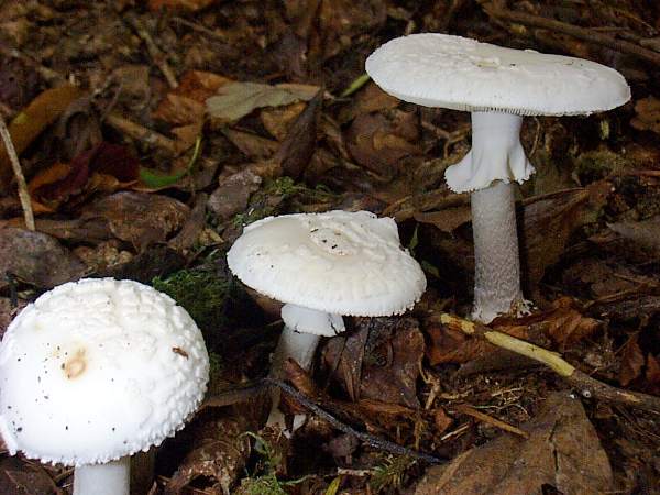 Amanita citrina, False Deathcap, Killarney, Ireland