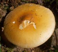 Mature cap of Amanita crocea