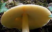 Gills of Amanita crocea, the Orange Grisette