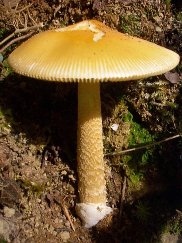 Amanita crocea - a mature specimen, Scotland