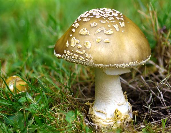Amanita franchetii